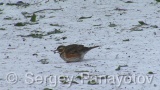 Video of Redwing - Redwing in the winter forest